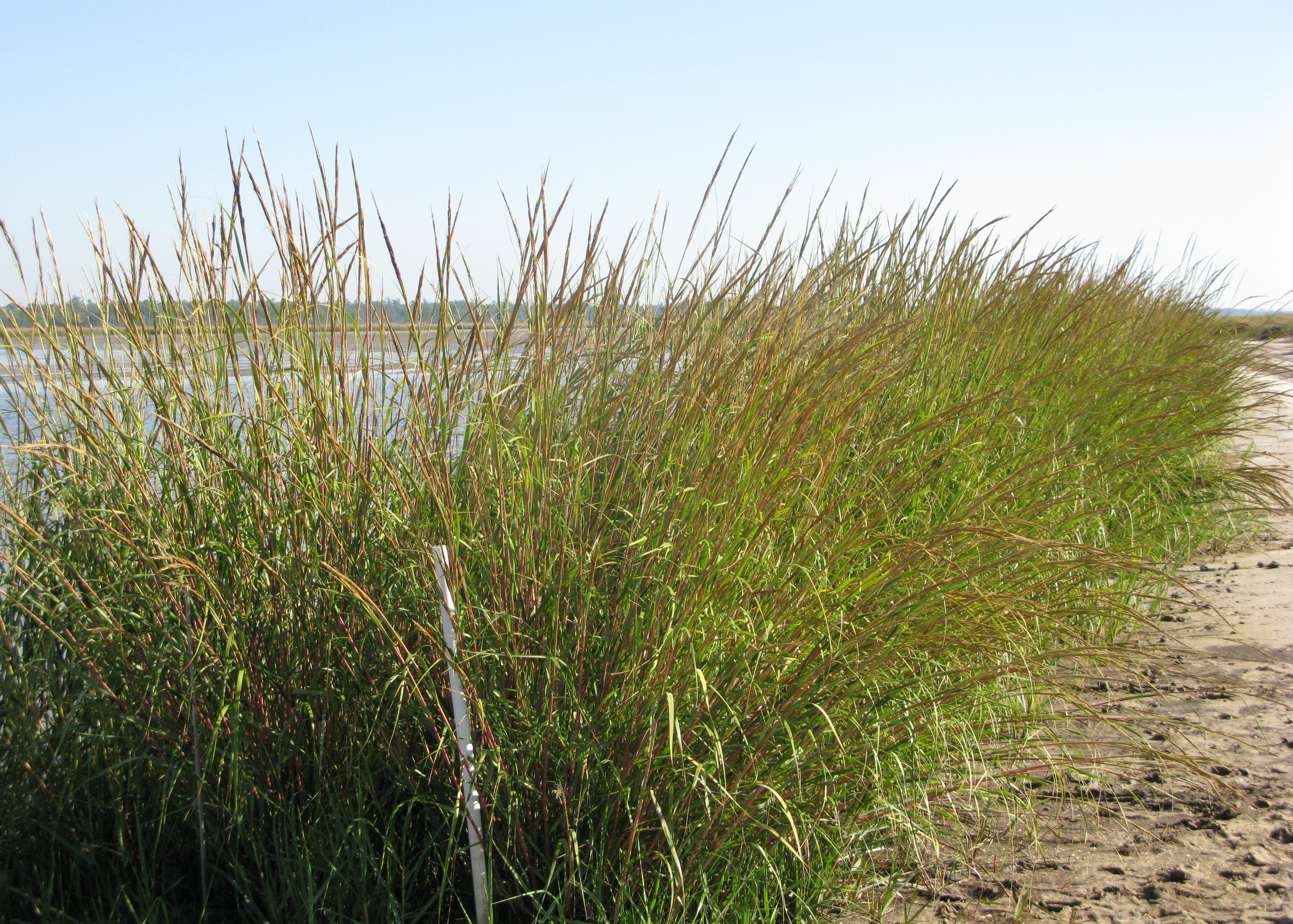 advanced smooth cordgrass